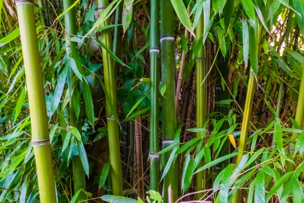 Cost of Bamboo Trimming in Reston