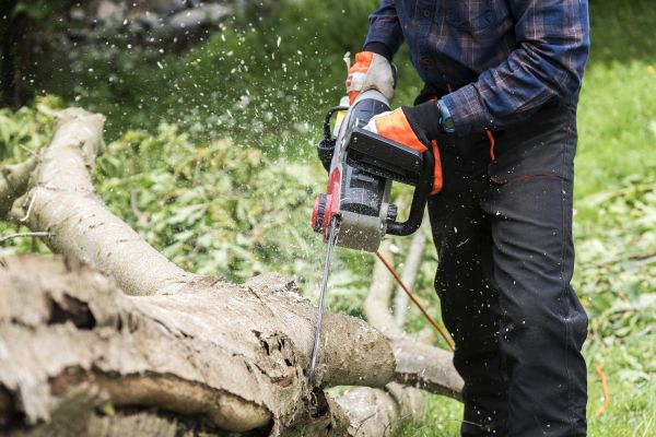 Cost of Branch Removal Service in Reston