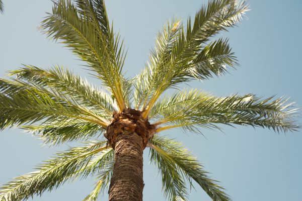 Palm Tree Pruning in Reston