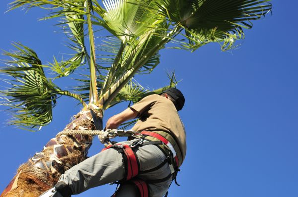 Palm Tree Trimming in Reston