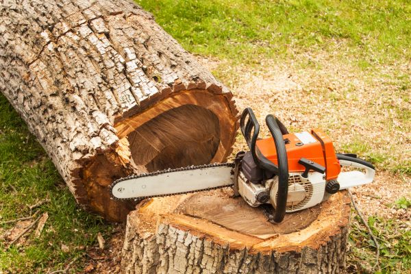 Tree Cutting Service in Reston