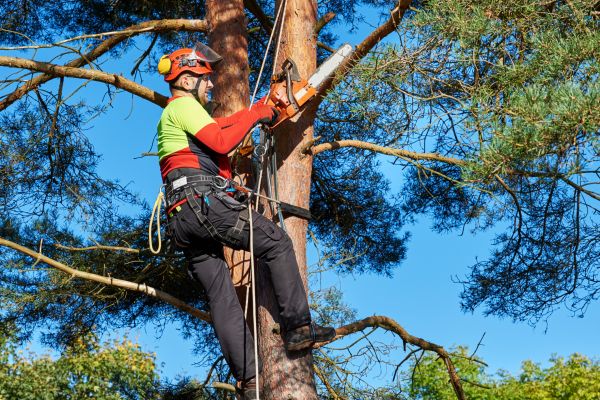 Tree Service in Reston
