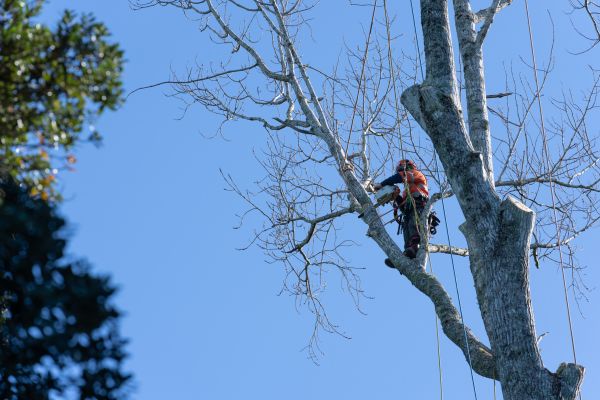 Cost of Tree Topping Service in Reston