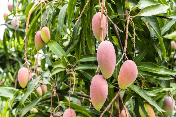 Cost of Mango Tree Trimming in Reston