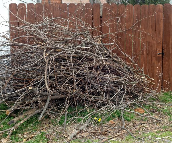Dead Branch Removal in Reston