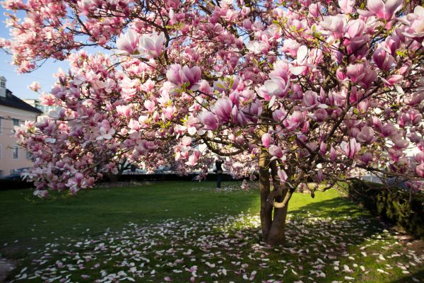 Cost of Ornamental Tree Pruning in Reston