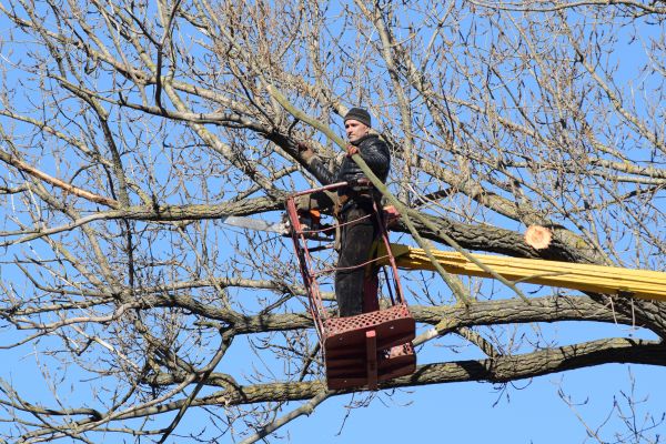 Emergency Tree Trimming in Reston