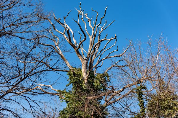 Deadwood Removal in Reston
