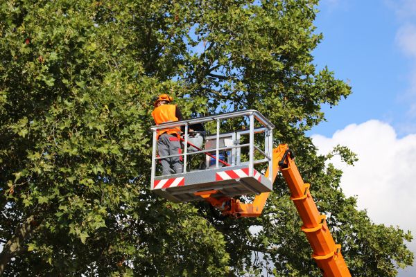 Commercial Tree Service in Reston