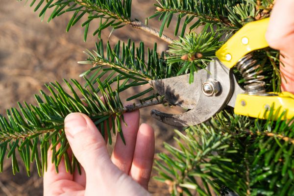 Pine Tree Pruning in Reston