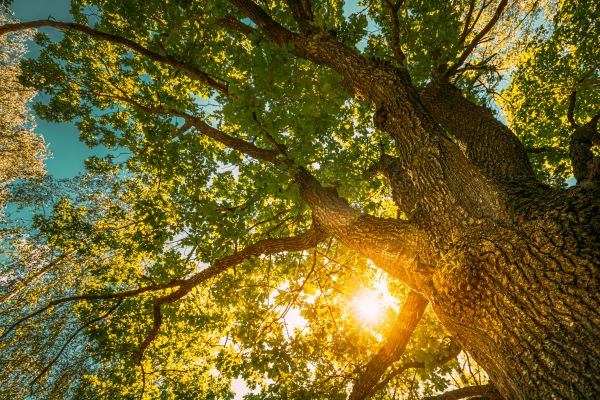 Cost of Oak Tree Pruning in Reston