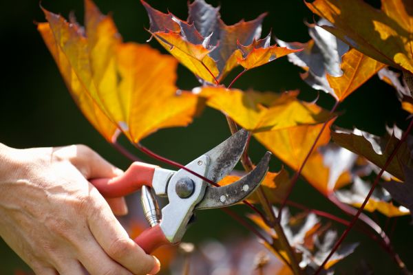 Cost of Maple Tree Pruning in Reston