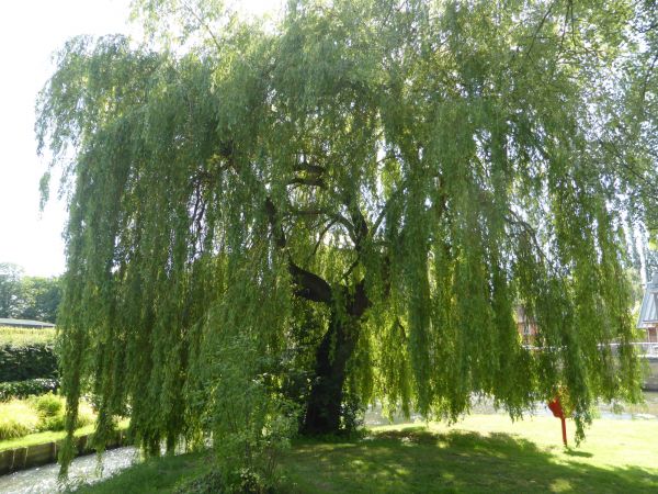 Cost of Willow Tree Trimming in Reston