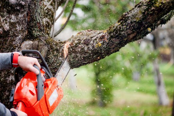 Cost of Tree Limbs Removal in Reston