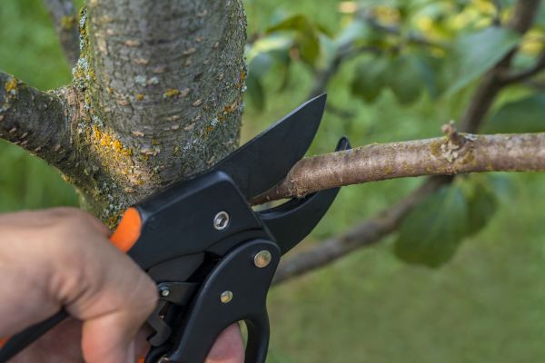 Cost of Tree Limb Cutting in Reston