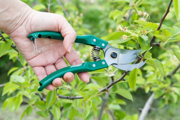 Cost of Pear Tree Pruning in Reston