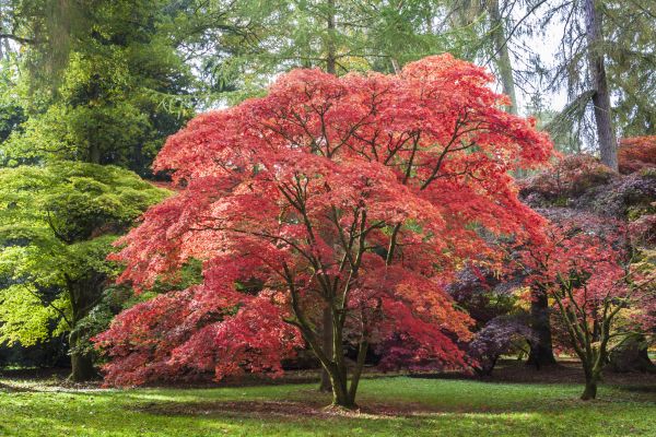 Japanese Maple Pruning in Reston