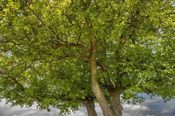 Cost of Walnut Tree Trimming in Reston