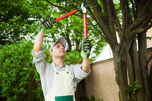 Tree Limb Pruning in Reston