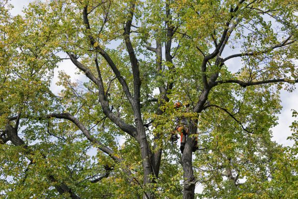 Cost of Tree Crown Shaping in Reston