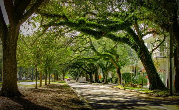 Cost of Tree Canopy Thinning in Reston