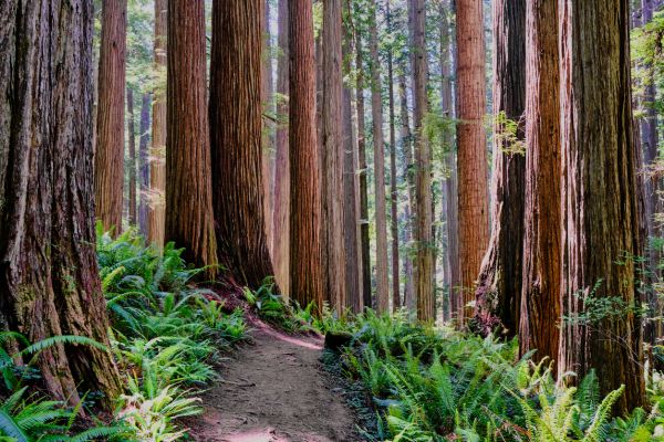 Cost of Redwood Tree Trimming in Reston