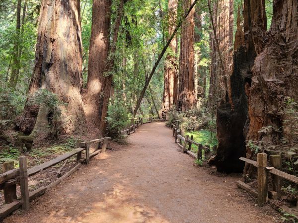 Cost of Redwood Tree Pruning in Reston