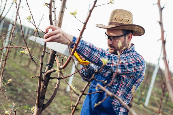 Orchard Tree Pruning in Reston