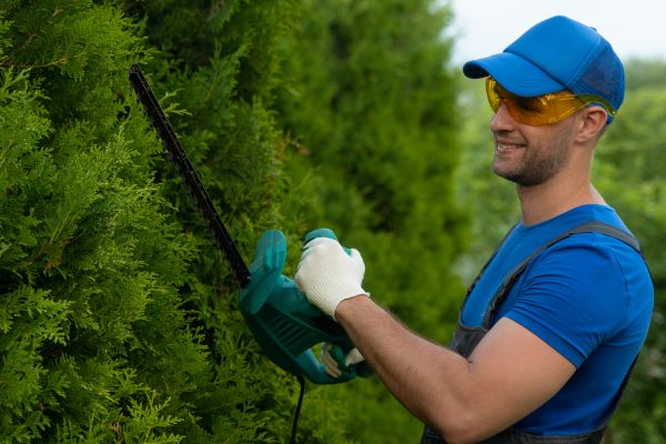 Tree Shaping Service in Reston