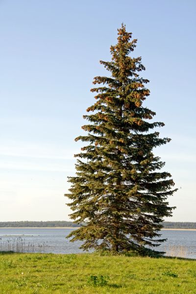 Cost of Spruce Tree Pruning in Reston