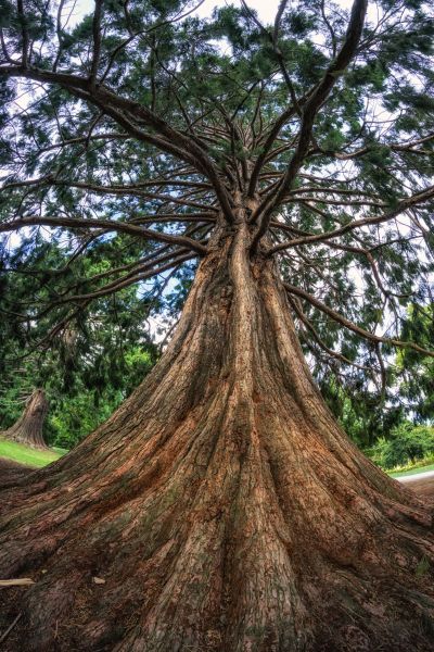 Cost of Cedar Tree Pruning in Reston