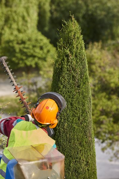 Cost of Cypress Tree Trimming in Reston