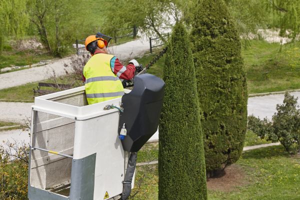 Cost of Cypress Tree Pruning in Reston