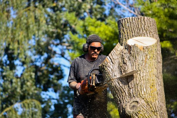 Cost of Ash Tree Pruning in Reston