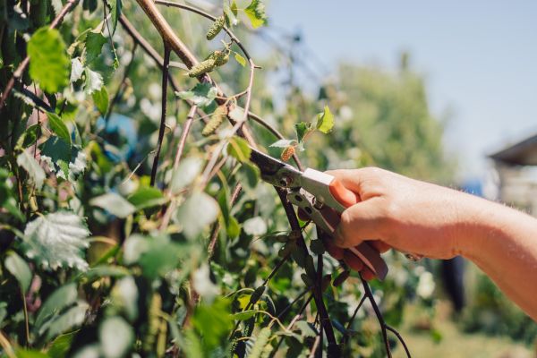 Cost of Birch Tree Pruning in Reston
