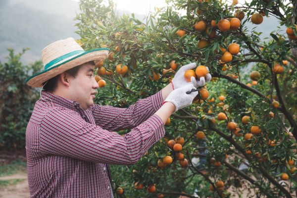 Cost of Orange Tree Pruning in Reston
