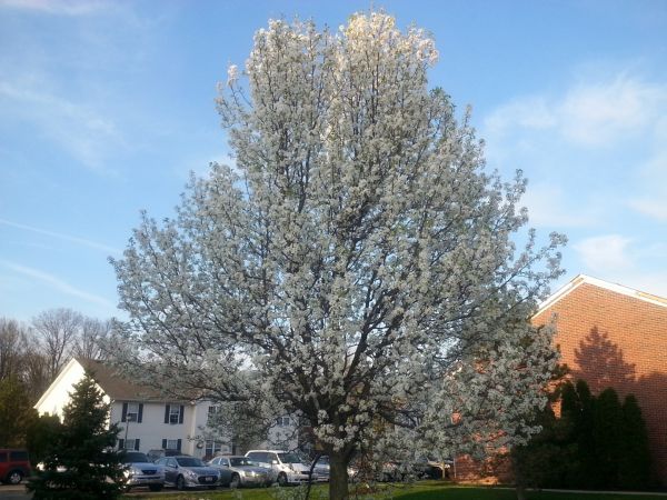 Cost of Bradford Pear Tree Pruning in Reston