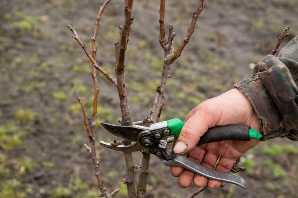 Cost of Pear Trees Pruning in Reston