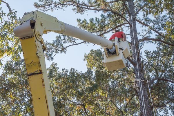 Limbs Trimming in Reston