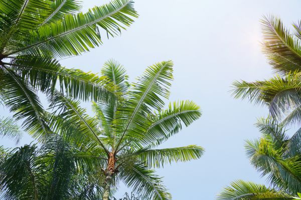 Queen Palm Tree Trimming in Reston