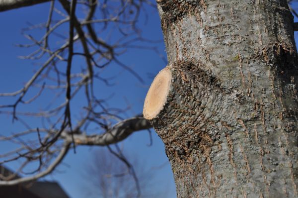 Cost of Limb Pruning in Reston