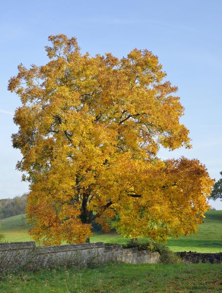 Hickory Tree Trimming in Reston