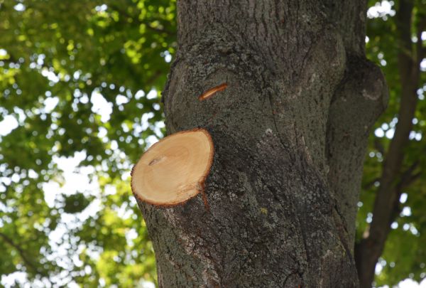 Cost of Limb Cutting in Reston
