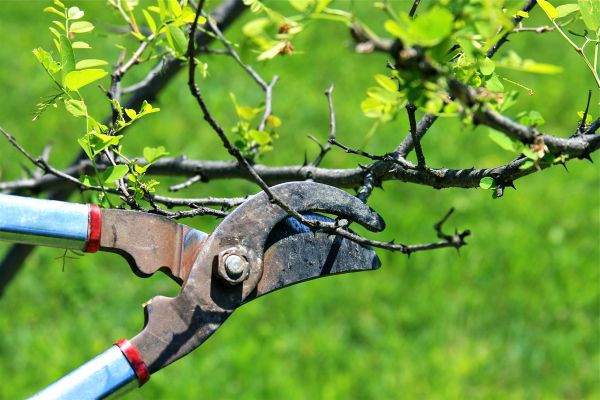 Cost of Branches Pruning in Reston