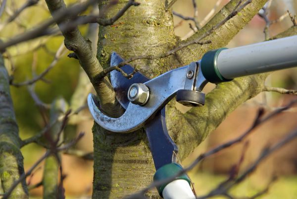 Cost of Tree Limb Trimming Service in Reston