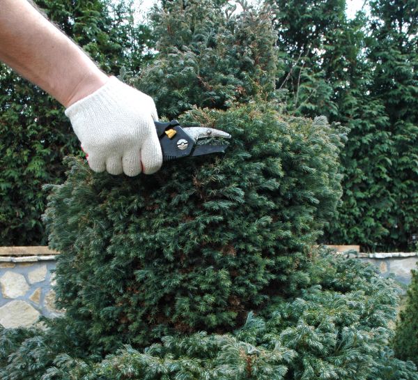 Cost of Ornamental Tree Trimming in Reston