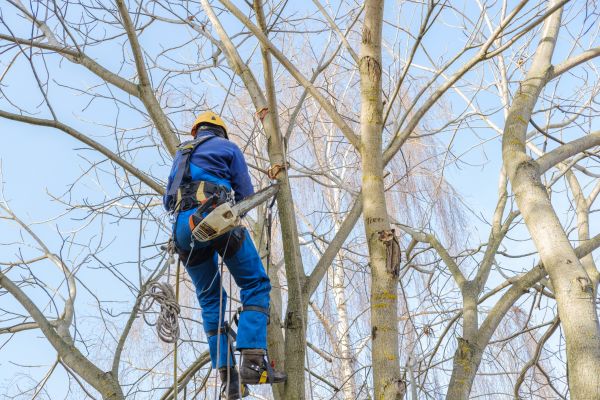 Large Tree Trimming in Reston