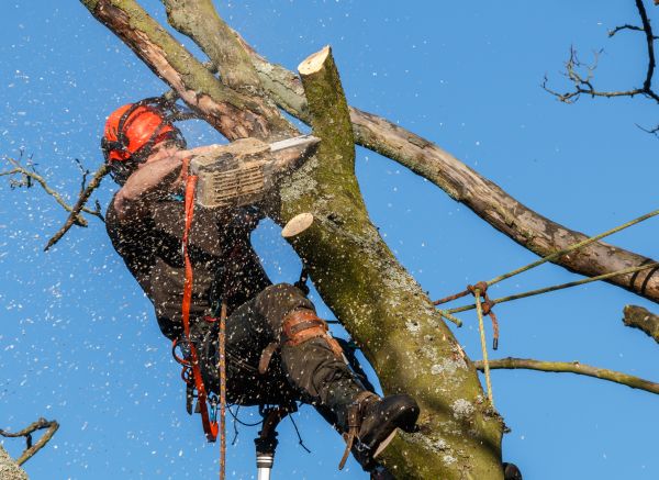 Tree Trimming Service in Reston