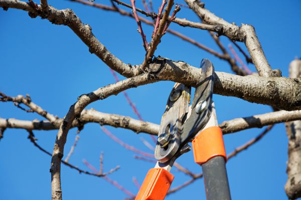Tree Pruning in Reston