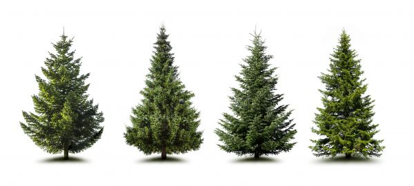 Cost of Pine Tree Trimming in Reston